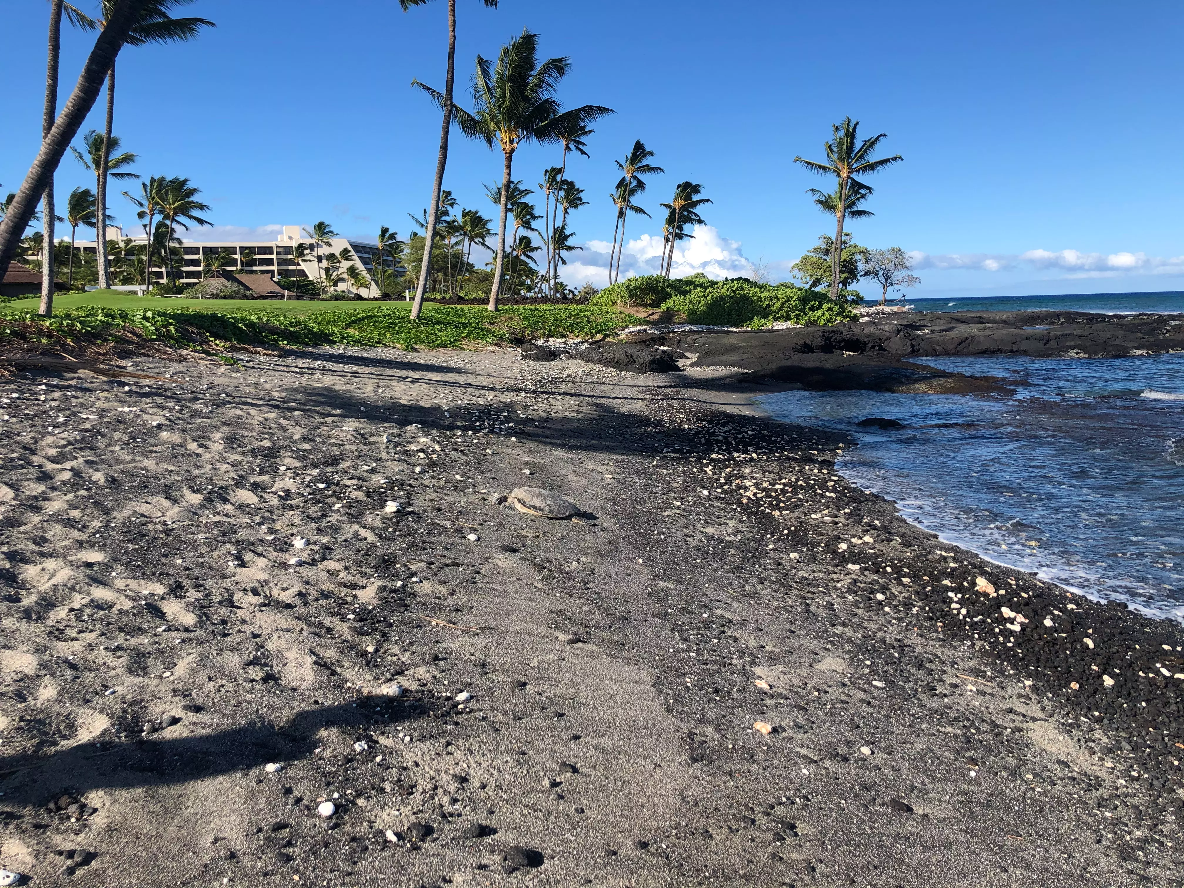 Waimea Market